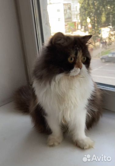 Отдам британку дш