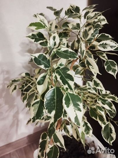 Комнатные цветы