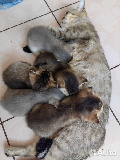 Британские котята