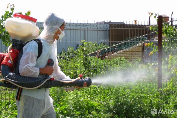 Дезинфекция