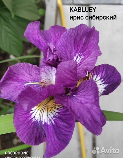 Ирис сибирский