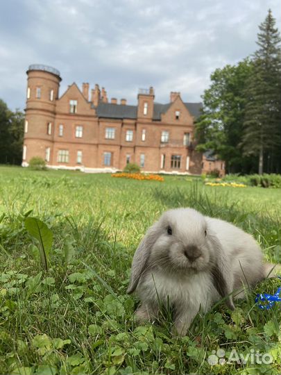Декоративные кролики