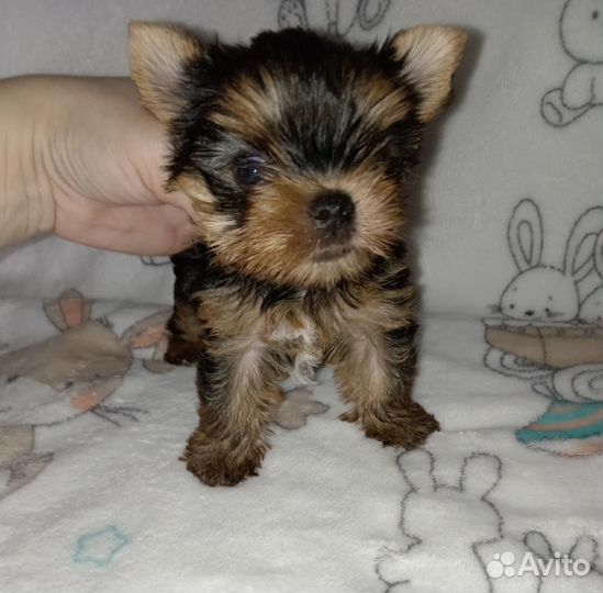 Мальчик - красавчик йорк