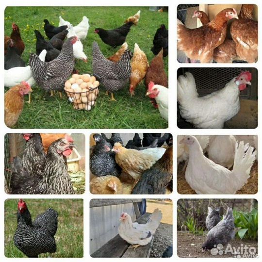 Куры Несушки
