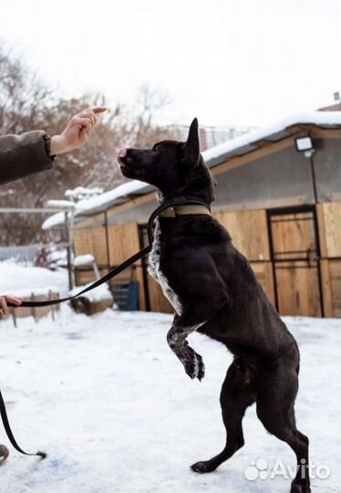 Собака в добрые руки