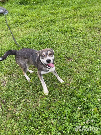 Айза ищет дом