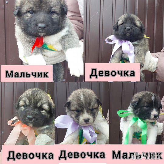 Отдам в добрые руки