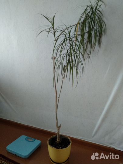 Два растения