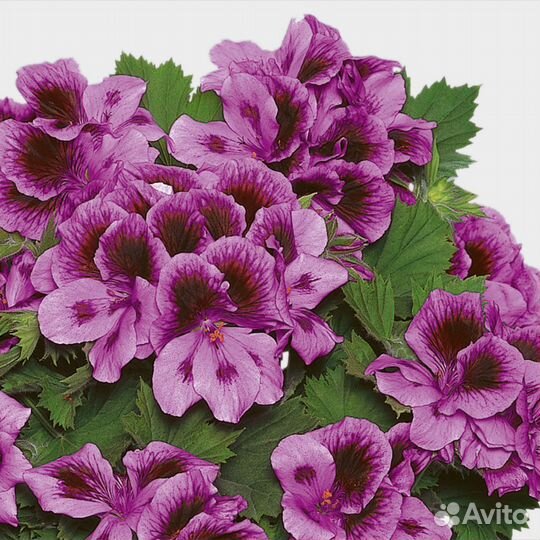 Пеларгония герань