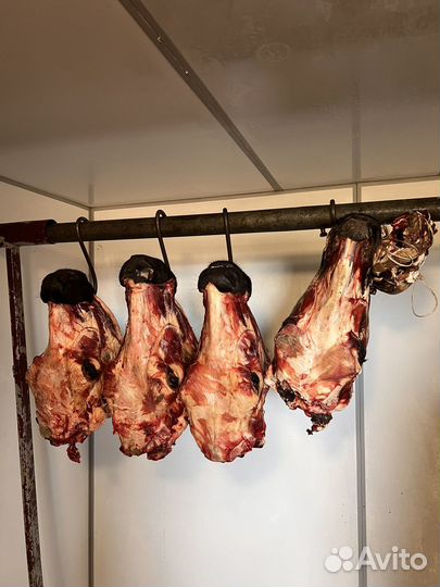 Голова говяжья