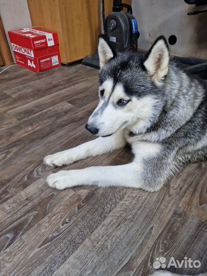 Собаки хаски