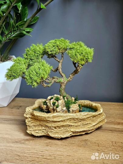 Дерево бонсай