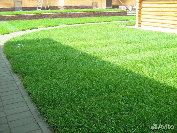 Рулонный газон с укладкой