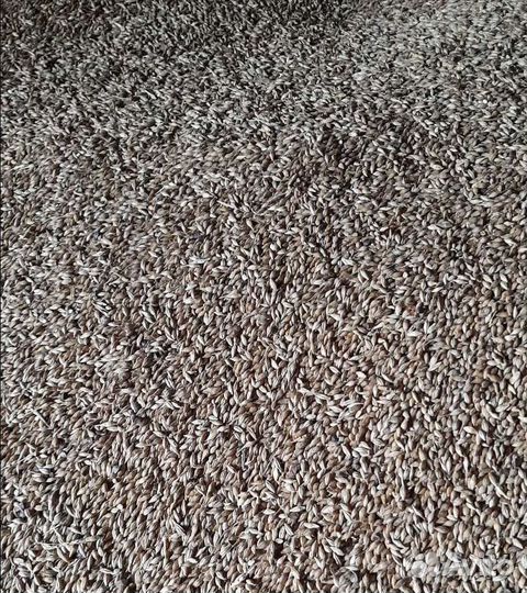 Ячмень озимый, Кормовой горох на корм/посев