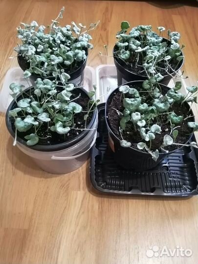 Дихондра серебристая