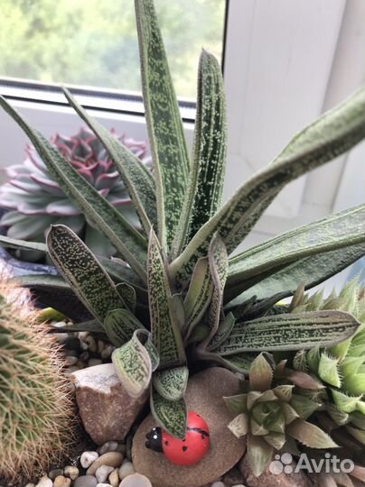 Кактусы и суккуленты