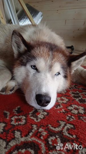 Хаски ищет дом