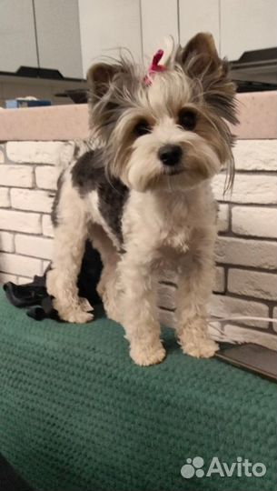 Щенки бивер йорка