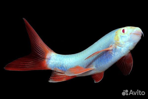 Аквариумные рыбки оптом
