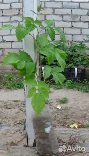 Саженцы малины