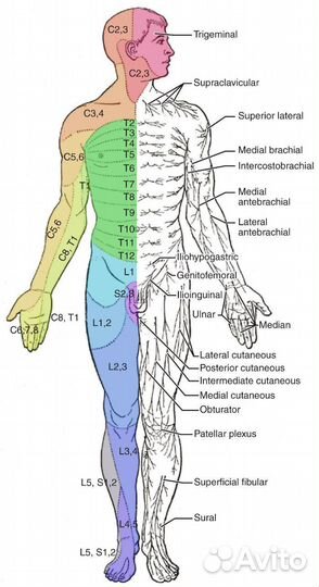 Иглоукалывание, Остеопат - Кинезиолог, гомеопат