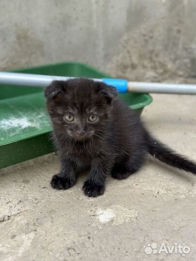 Вислоухие котята бесплатно