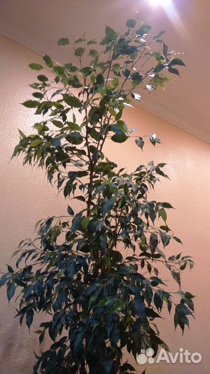 Фикус Бенджамина в горшке белой глины Китай, 2 м