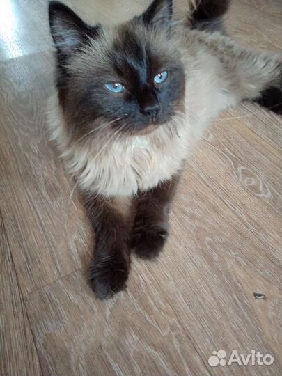 Невская маскарадная