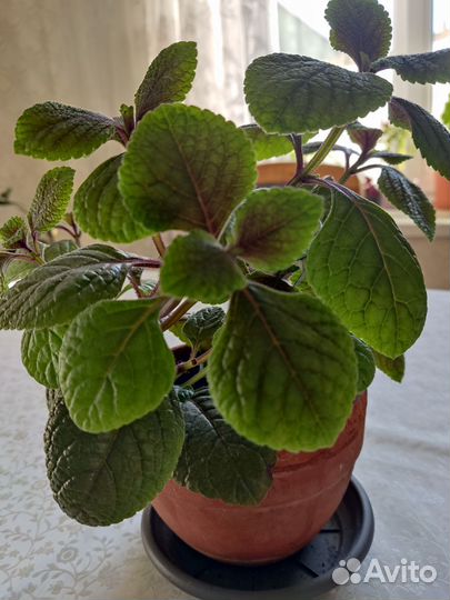 Плектрантус