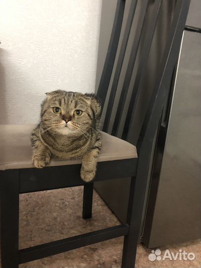 Шотландская