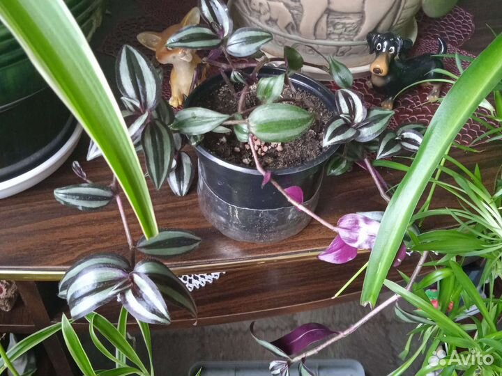 Традесканция зебрина