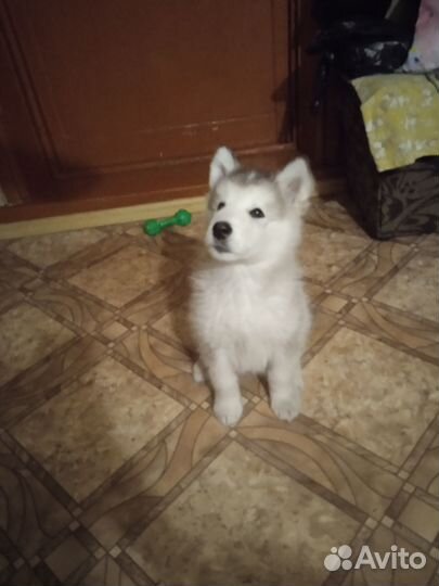 Аляскинский маламут