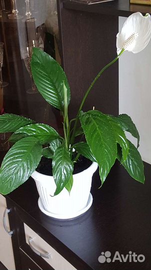 Спатифиллум