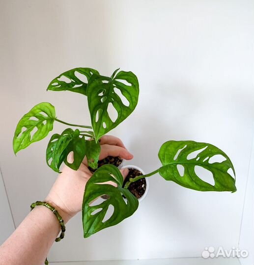 Монстера Перу,адансона,Сильтепекана