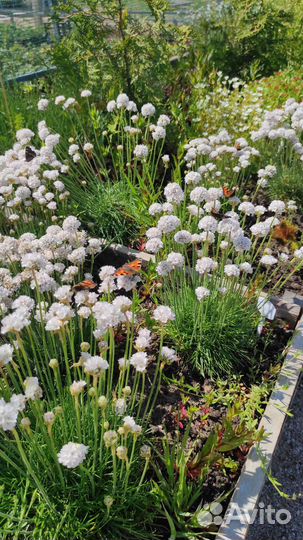 Армерия Джойстик (белая) Armeria pseudarmeria