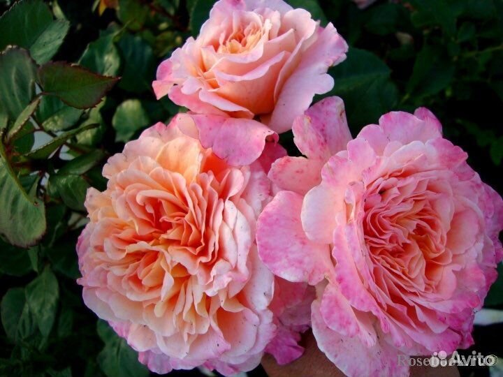 Роза Августа Луиза