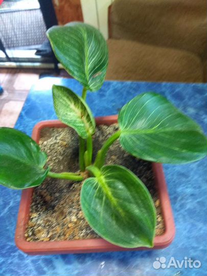 Филодендрон биркин