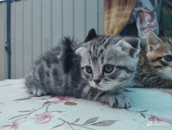 Шотландские вислоухие