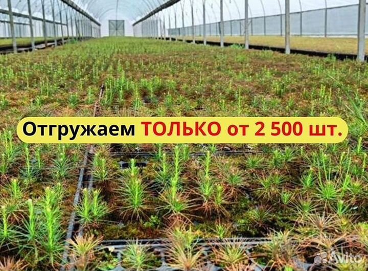 Саженцы сосны обыкновенной зкс от производителя