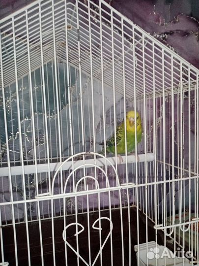 Птичка попугай с клеткой