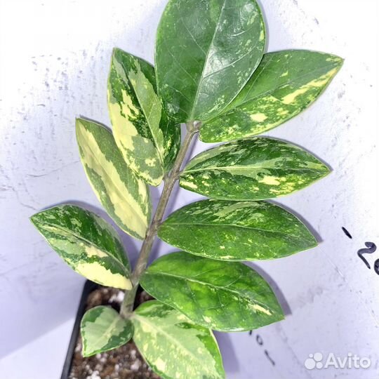 Замиокулькас вариегатный