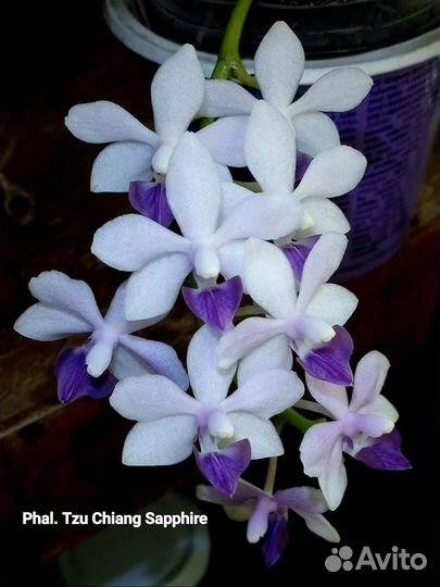 Орхидея фаленопсис