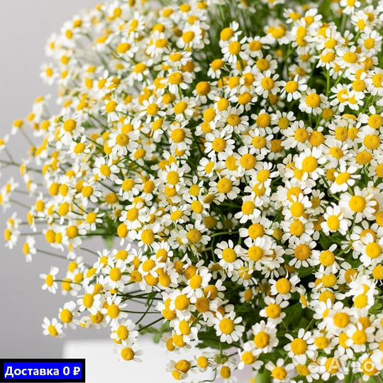 Бесплатная доставка букетов с ромашками