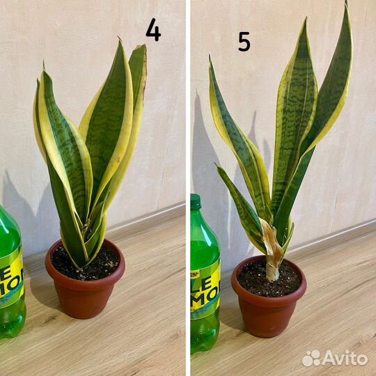 Сансевиерия, тещин язык, щучий хвост