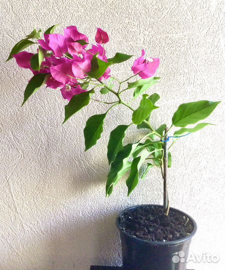 Комнатные растения цветы