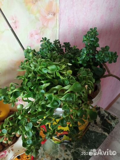 Продам цветы комнатные