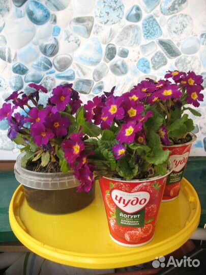 Многолетники:хосты,примулы,маргаритки,лилейник