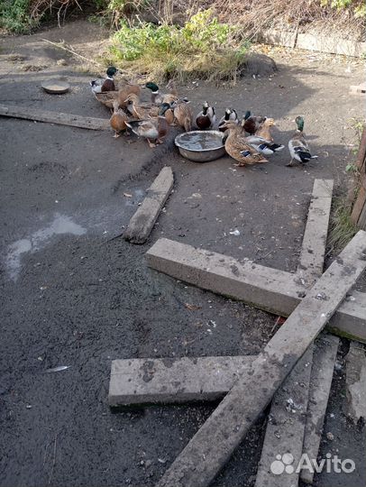 Подсадные утки для охоты