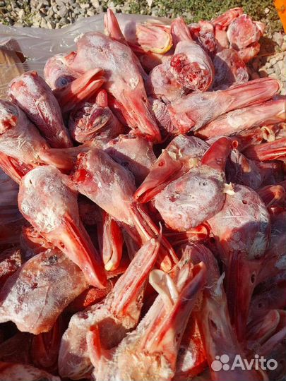 Мясо для собак