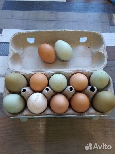 Яйцо домашнее и инкубационное
